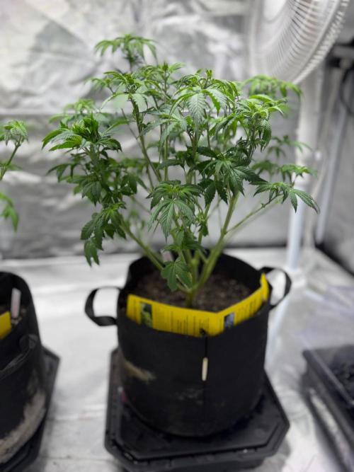 4 Pot Grow #2. Week 7
