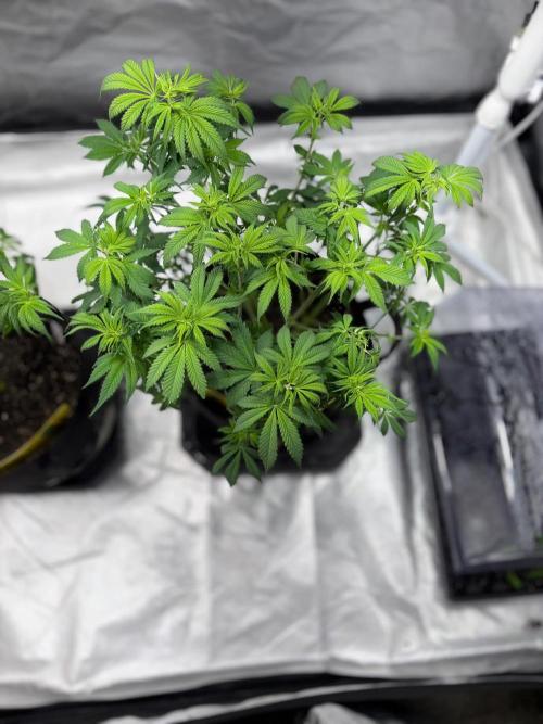 4 Pot Grow #2. Week 7