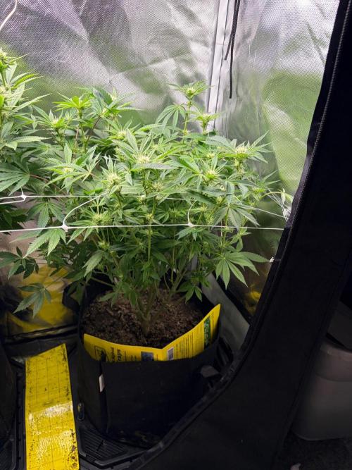 2 Pot Grow #1. Week 15