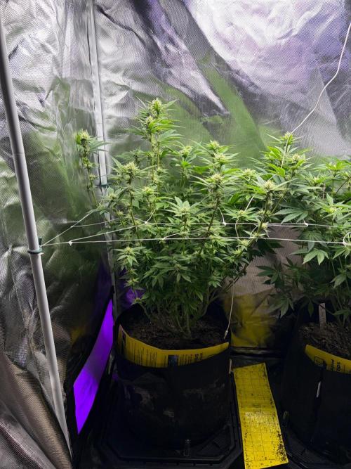 2 Pot Grow #1. Week 15