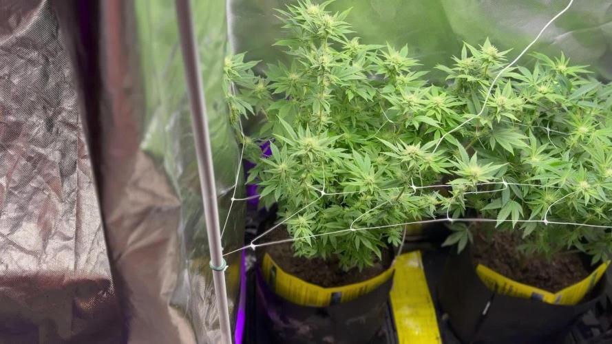 2 Pot Grow #1