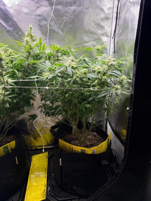 2 Pot Grow #1. Week 16 - Fast Bud Mix Pack Seed