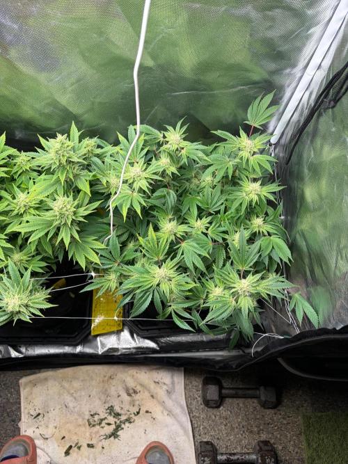 2 Pot Grow #1. Week 16 - Fast Bud Mix Pack Seed