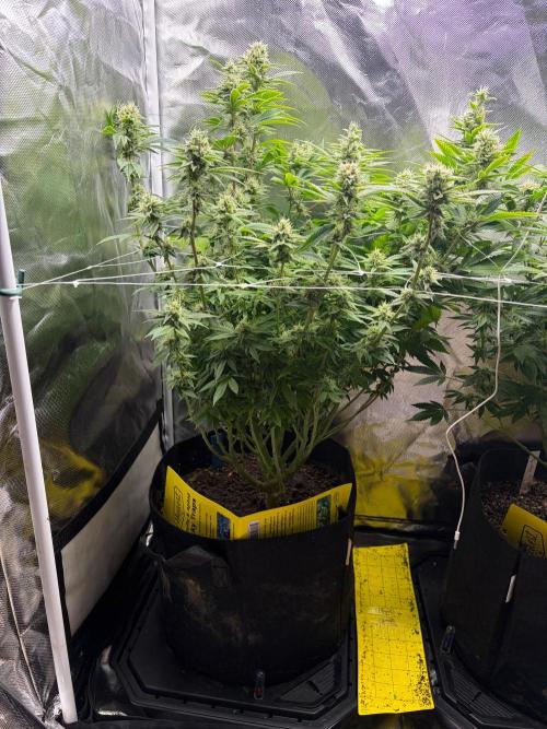 2 Pot Grow #1. Week 16 - Fuel D. OG