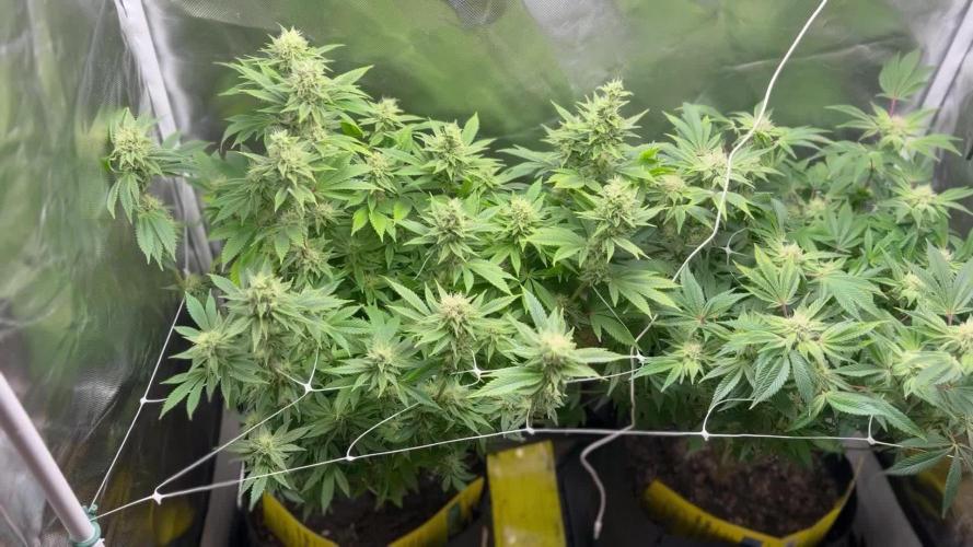 2 Pot Grow #1