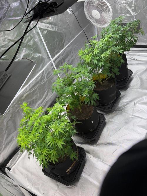 4 Pot Grow #2. Week 8