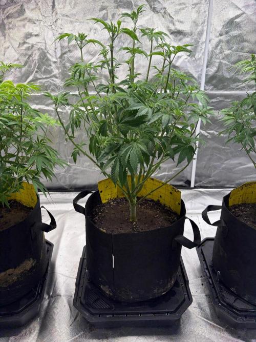 4 Pot Grow #2. Week 8