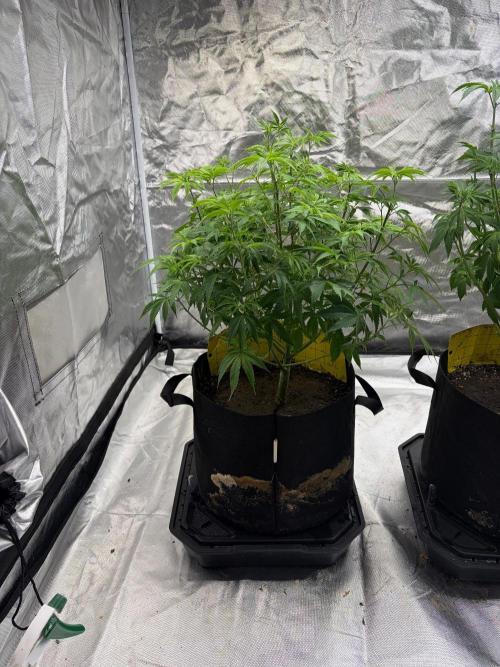 4 Pot Grow #2. Week 8