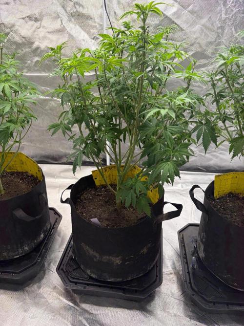 4 Pot Grow #2. Week 8