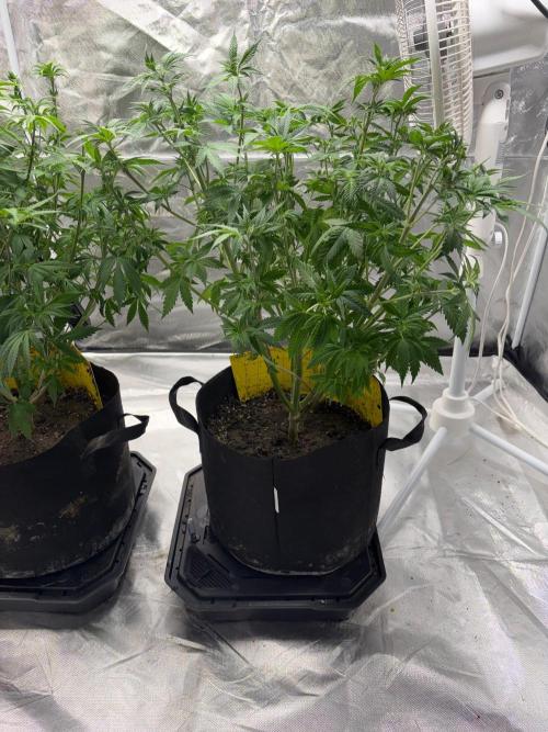4 Pot Grow #2. Week 8