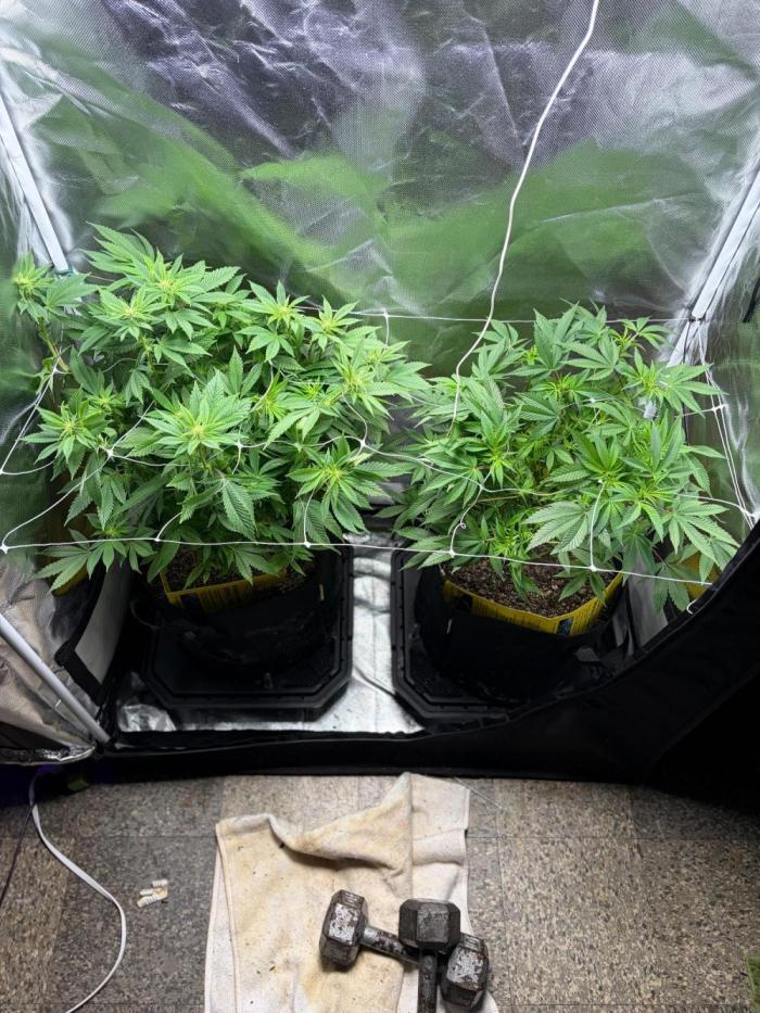 2 Pot Grow #1. Week 13