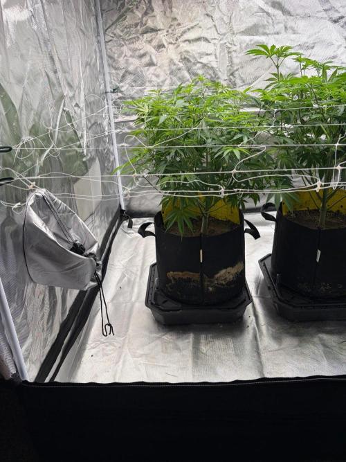 4 Pot Grow #2. Week 9