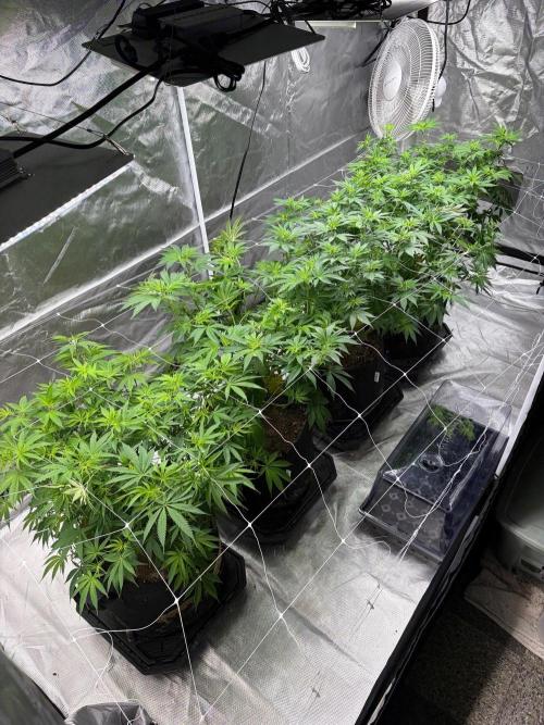 4 Pot Grow #2. Week 9