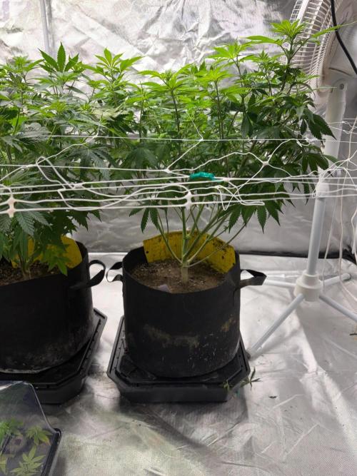 4 Pot Grow #2. Week 9