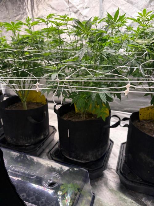 4 Pot Grow #2. Week 9