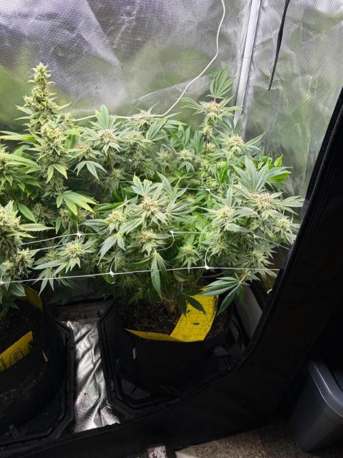 2 Pot Grow #1. Week 17