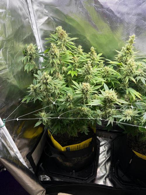 2 Pot Grow #1. Week 17