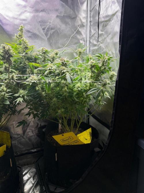2 Pot Grow #1. Week 17