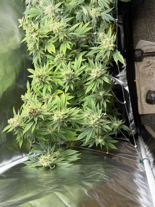 2 Pot Grow #1. Week 17