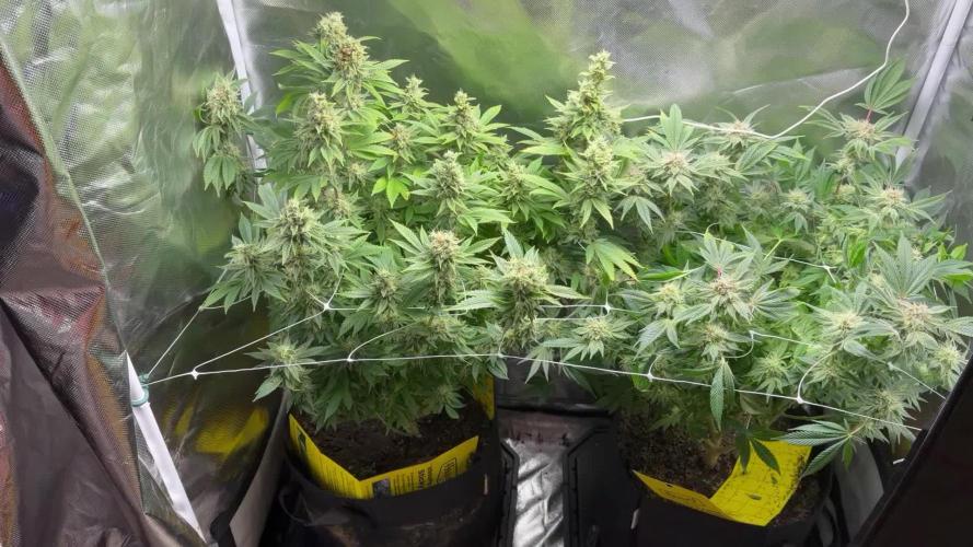 2 Pot Grow #1