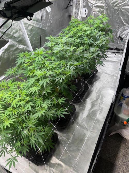 4 Pot Grow #2. Week 10