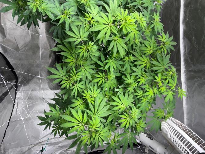 4 Pot Grow #2. Week 10