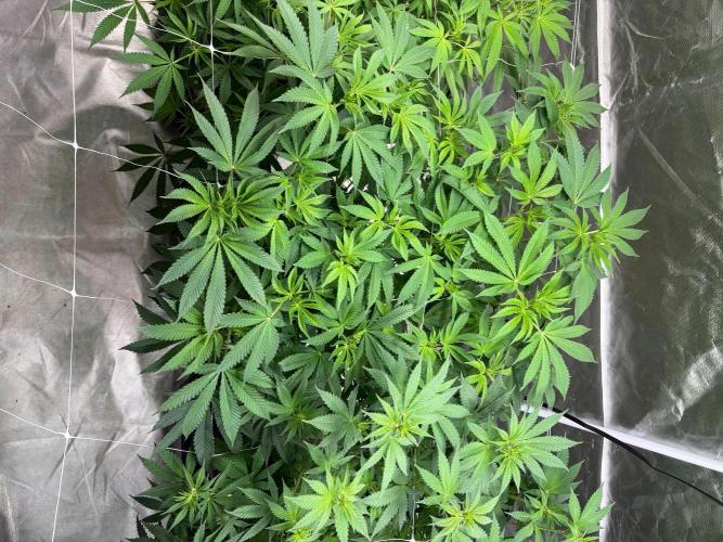 4 Pot Grow #2. Week 10