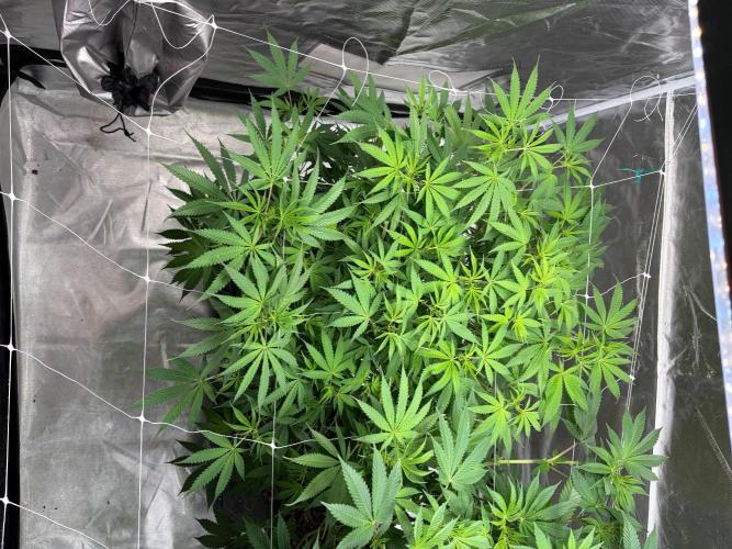 4 Pot Grow #2. Week 10