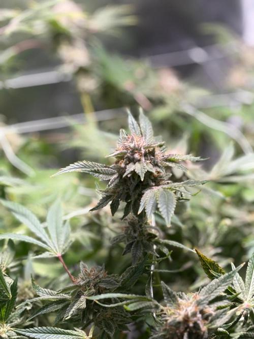 2 Pot Grow #1. Week 19