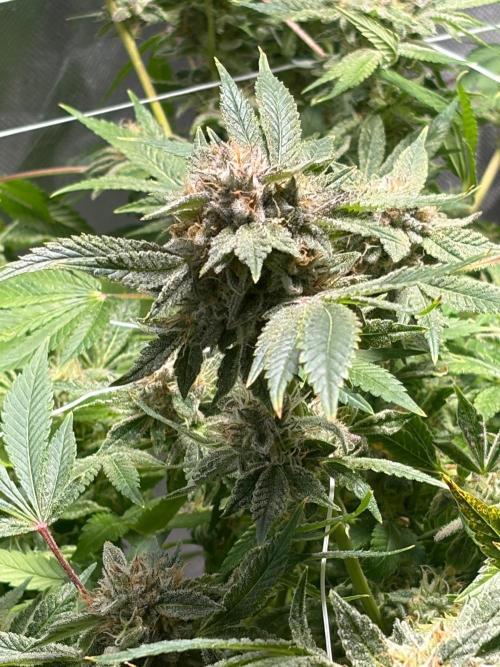 2 Pot Grow #1. Week 19