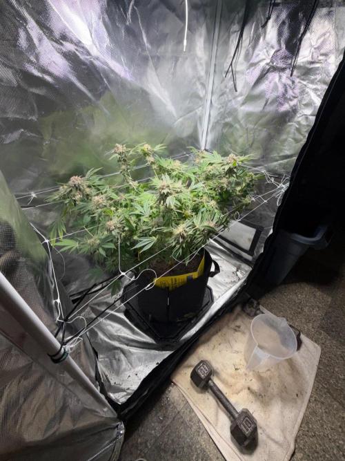 2 Pot Grow #1. Week 19