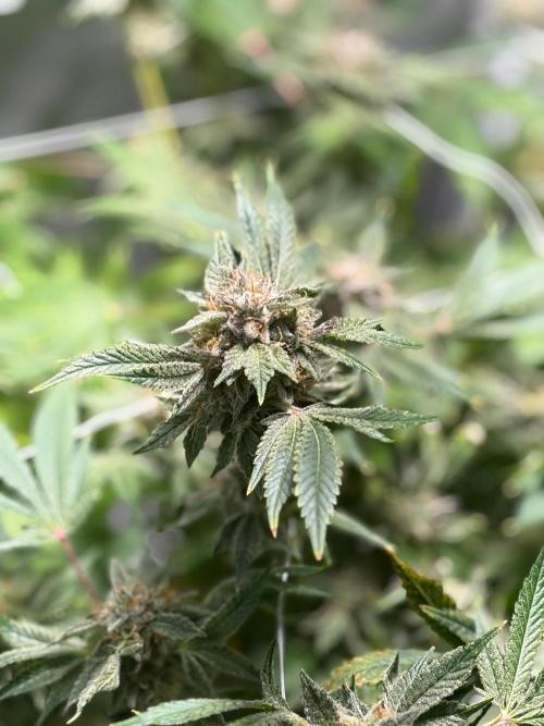 2 Pot Grow #1. Week 19