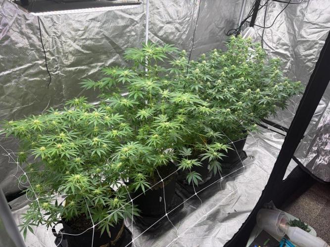 4 Pot Grow #2. Week 12