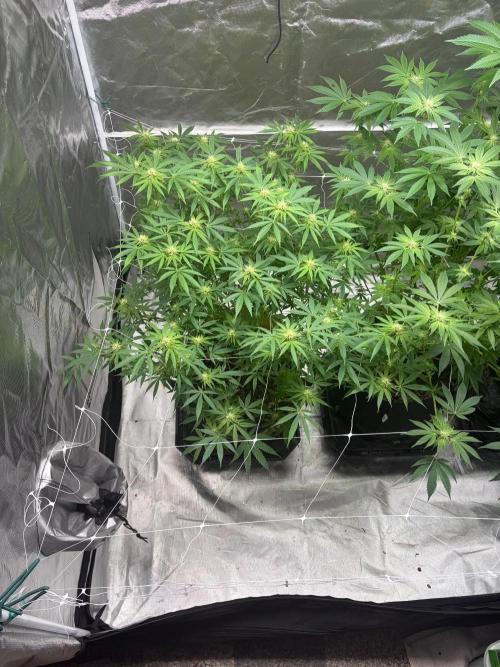 4 Pot Grow #2. Week 12