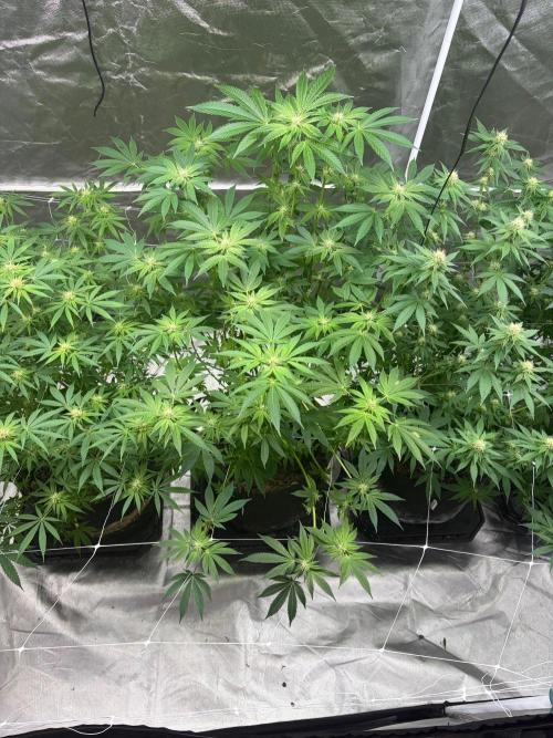 4 Pot Grow #2. Week 12