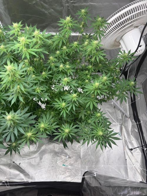 4 Pot Grow #2. Week 12