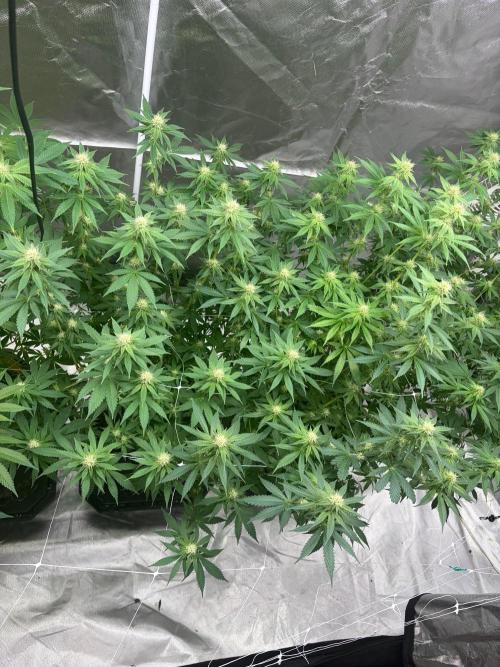 4 Pot Grow #2. Week 12