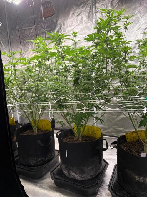 4 Pot Grow #2. Week 11