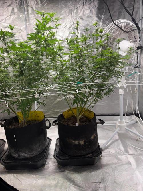 4 Pot Grow #2. Week 11