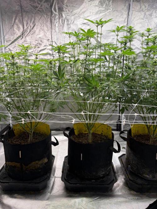 4 Pot Grow #2. Week 11