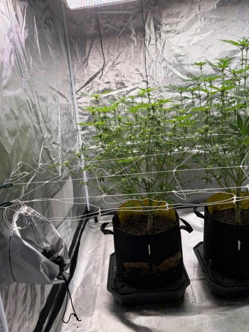 4 Pot Grow #2. Week 11