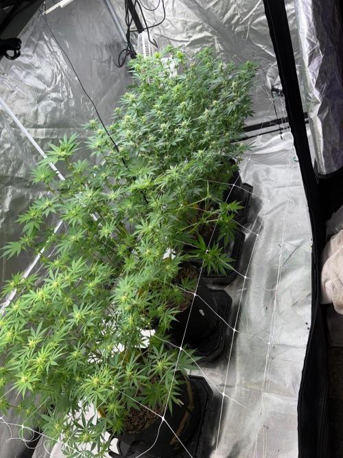 4 Pot Grow #2. Week 11
