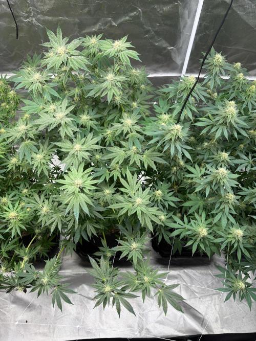 4 Pot Grow #2. Week 14
