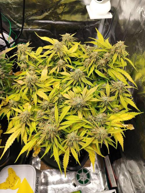 Epic Buzz Auto & Cinderella Auto. Week 11 - Cinderella Auto
Day 71