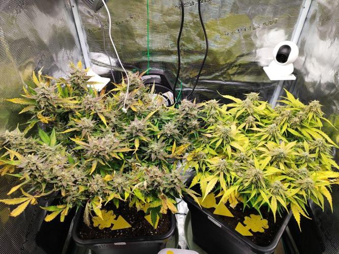 Epic Buzz Auto & Cinderella Auto. Week 11 - l: Epic Buzz Auto
r: Cinderella Auto
Day 71