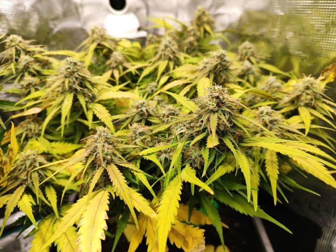 Epic Buzz Auto & Cinderella Auto. Week 11 - Cinderella Auto
Day 71