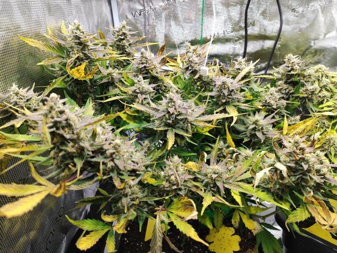 Epic Buzz Auto & Cinderella Auto. Week 11 - Epic Buzz Auto
Day 71