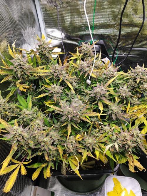 Epic Buzz Auto & Cinderella Auto. Week 11 - Epic Buzz Auto
Day 71