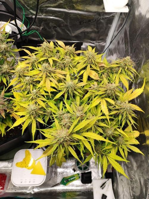 Epic Buzz Auto & Cinderella Auto. Week 11 - Cinderella Auto
Day 73