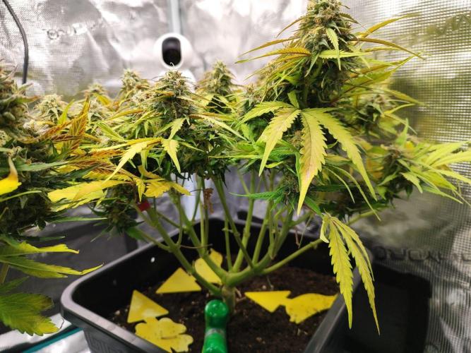 Epic Buzz Auto & Cinderella Auto. Week 11 - Cinderella Auto
Day 73